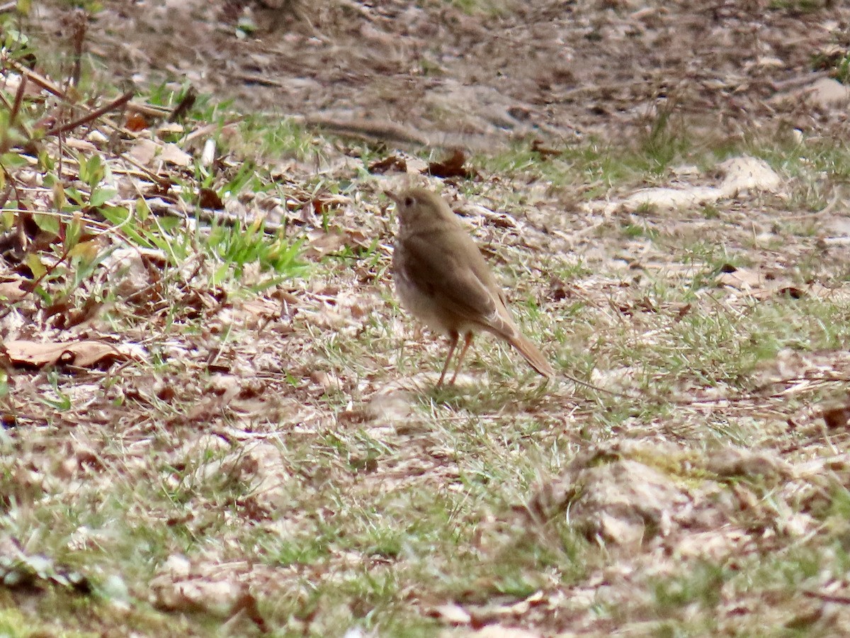 Hermit Thrush - Ginger Bernardin