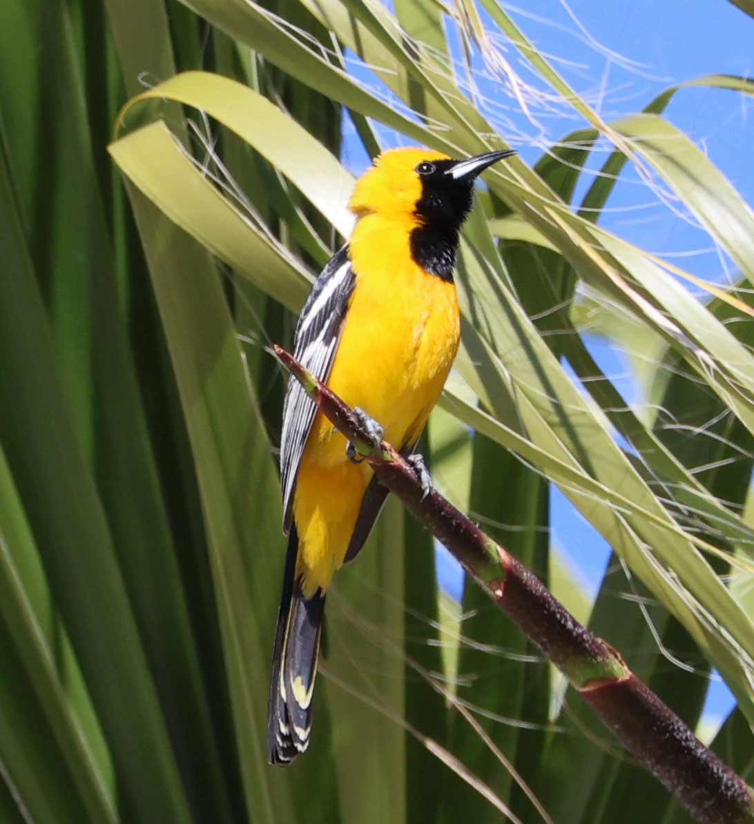 Hooded Oriole - ML617150020