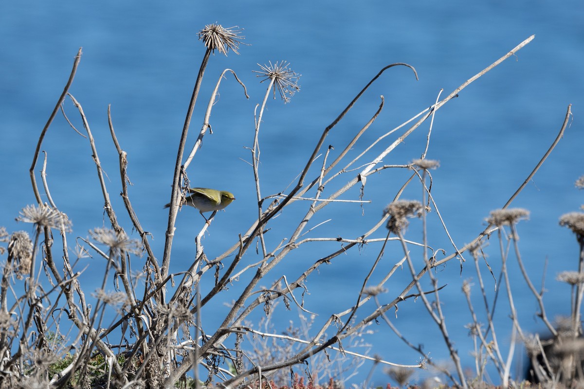 Wood Warbler - ML617150023