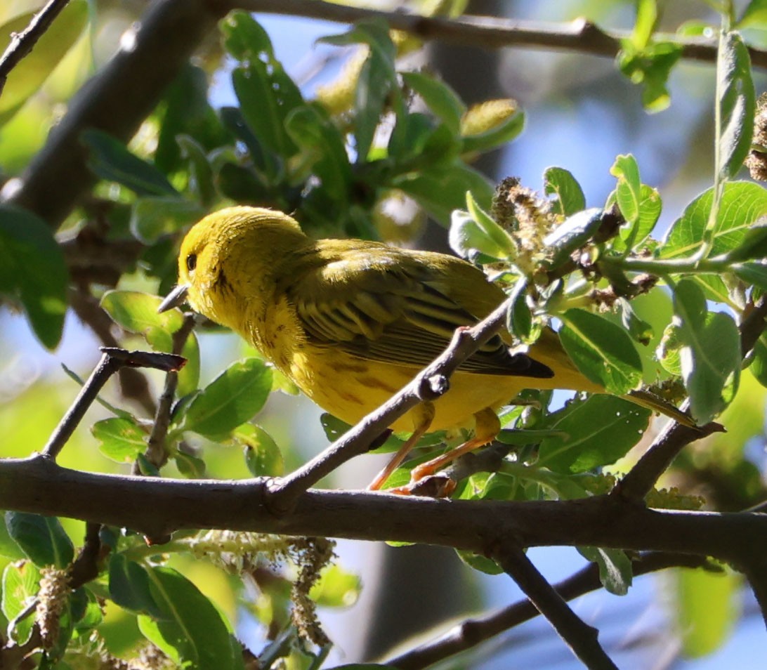 Yellow Warbler - ML617150032