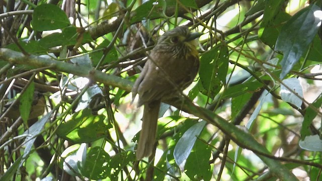 Black-streaked Puffbird - ML617150045