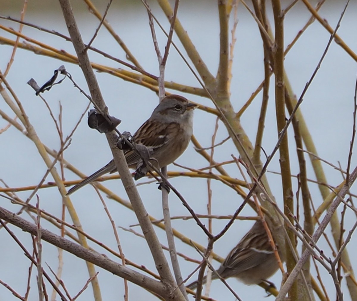 American Tree Sparrow - John Hiebert