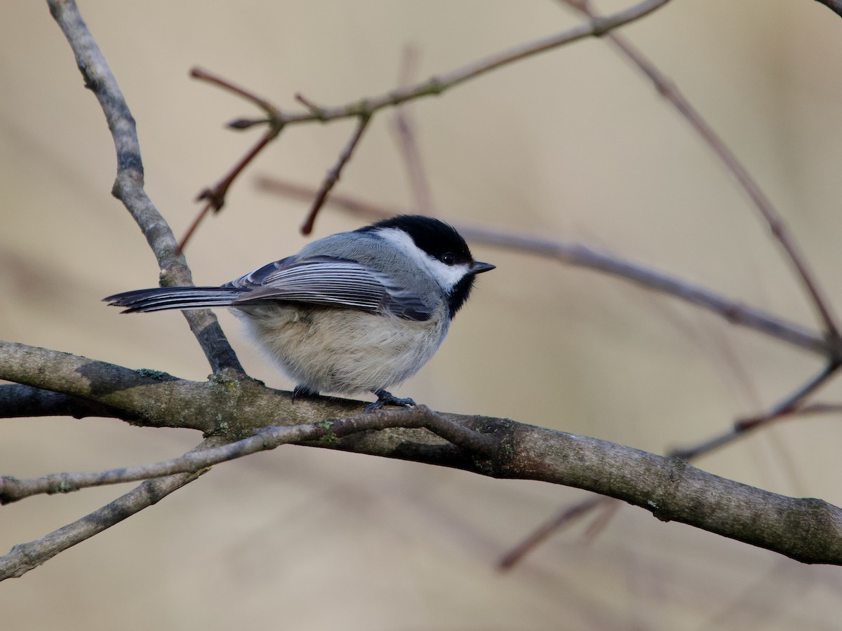 Mésange à tête noire - ML617150093