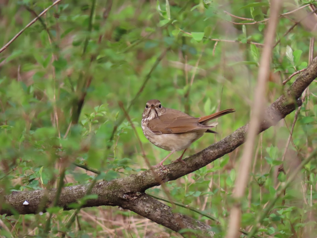 Hermit Thrush - ML617150133