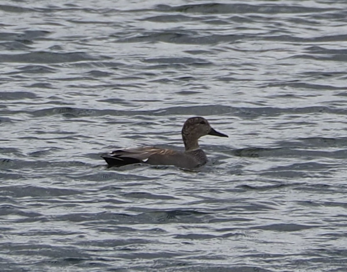 Gadwall - ML617150142