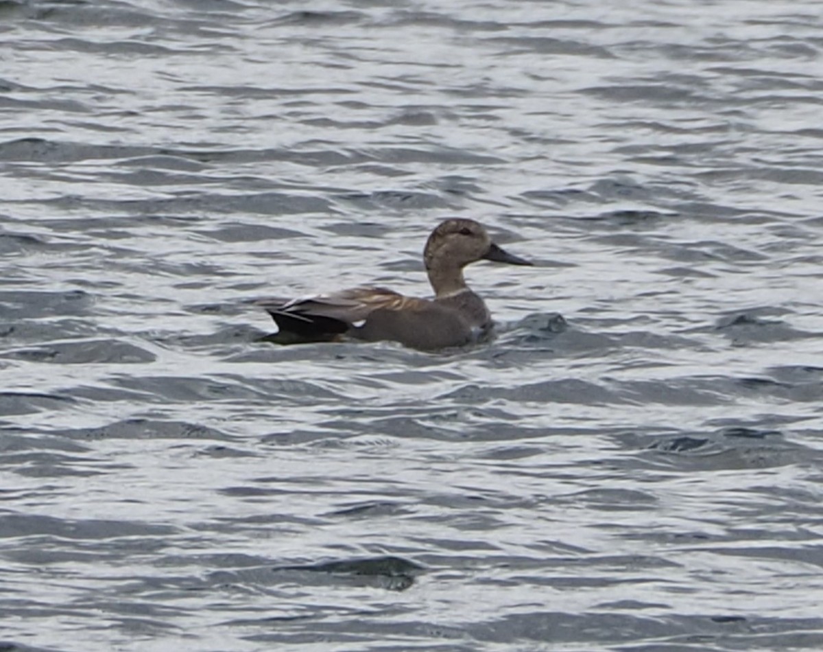 Gadwall - John Hiebert