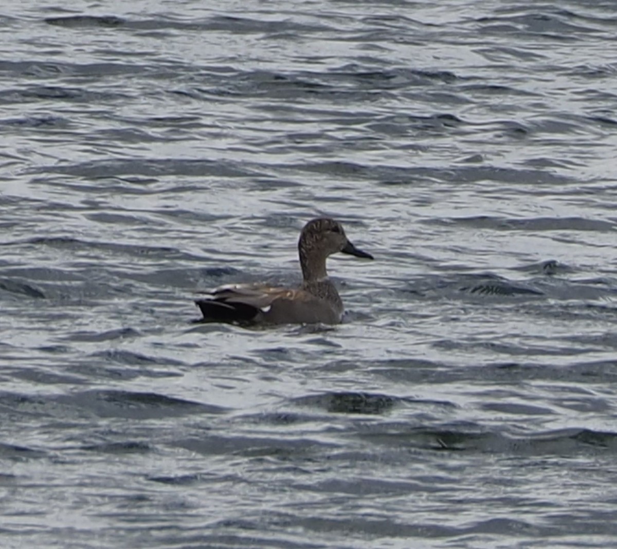 Gadwall - John Hiebert