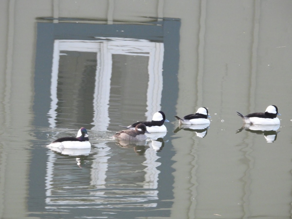 Bufflehead - Graeme Wright