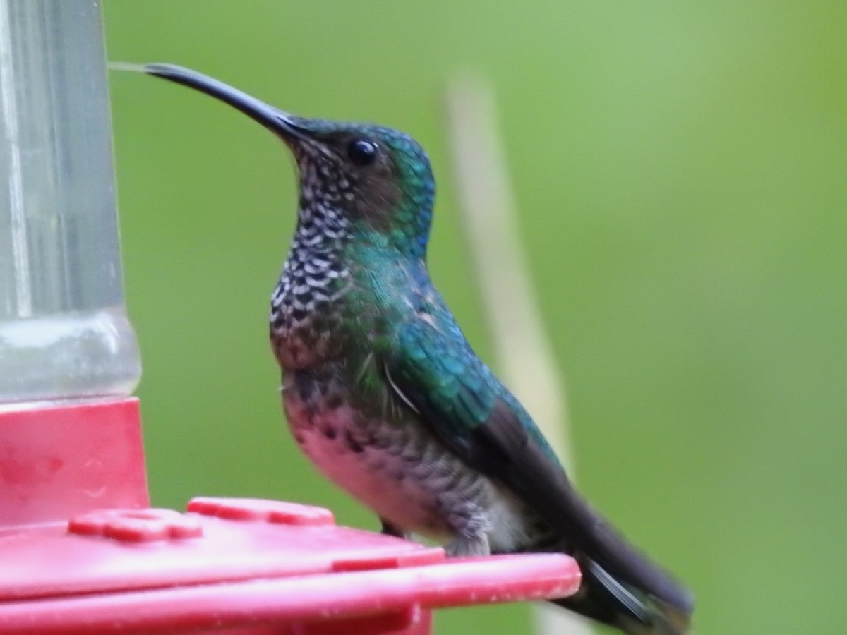 kolibřík vidloocasý - ML617150207