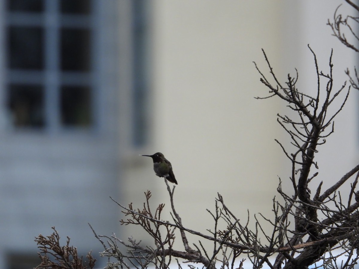 Anna's Hummingbird - ML617150272