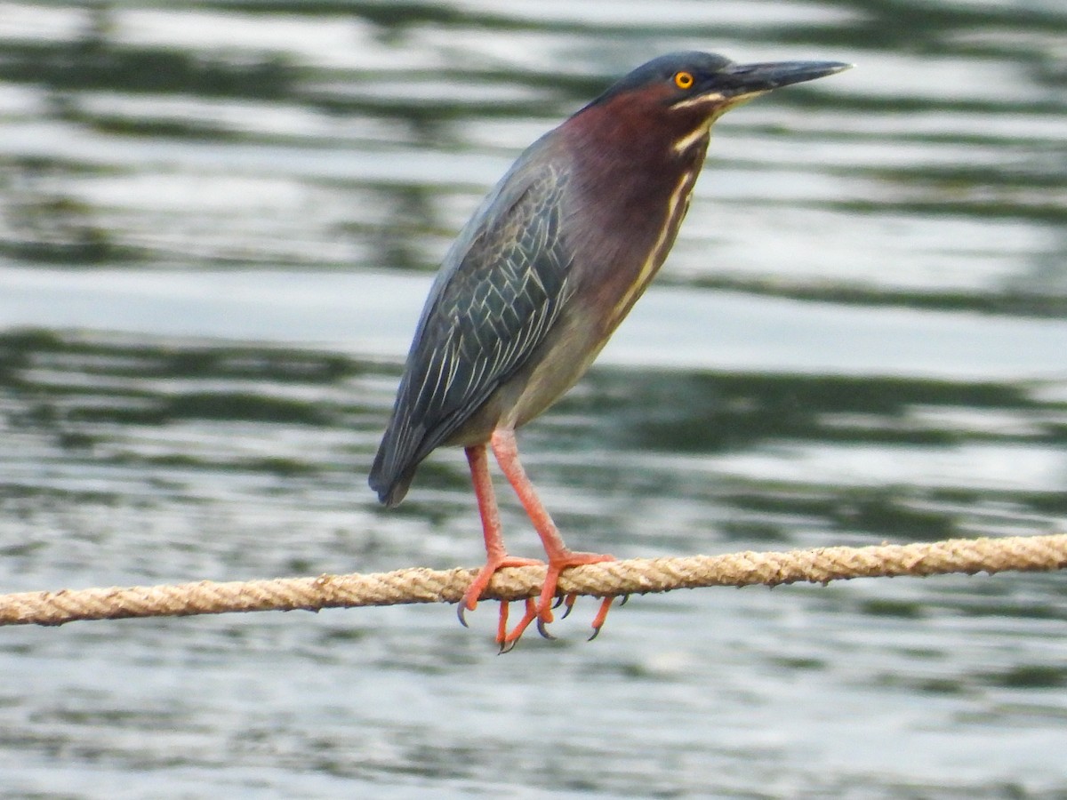 Green Heron - Anonymous