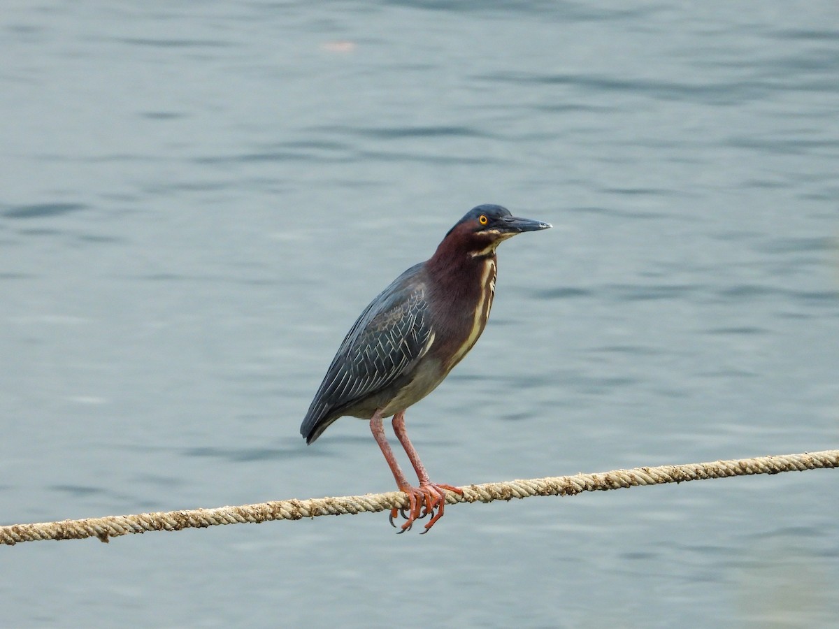 Green Heron - Anonymous