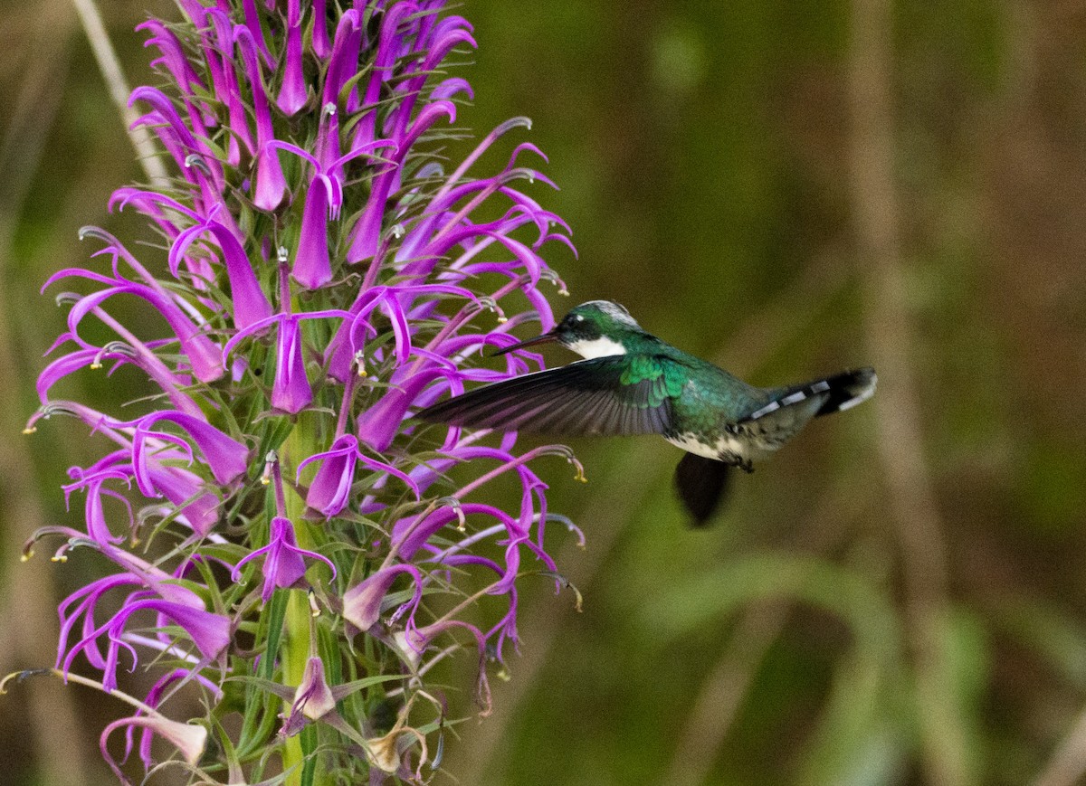 Colibri à gorge blanche - ML617150295