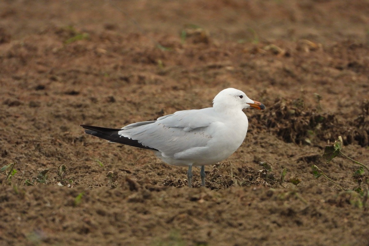 Goéland d'Audouin - ML617150300