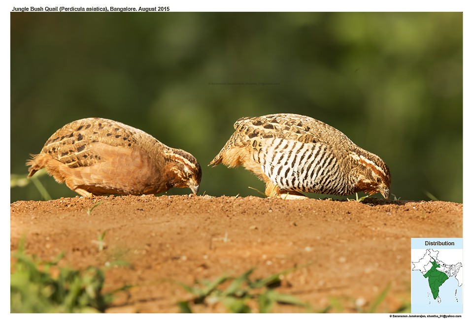 Jungle Bush-Quail - Saravanan Janakarajan