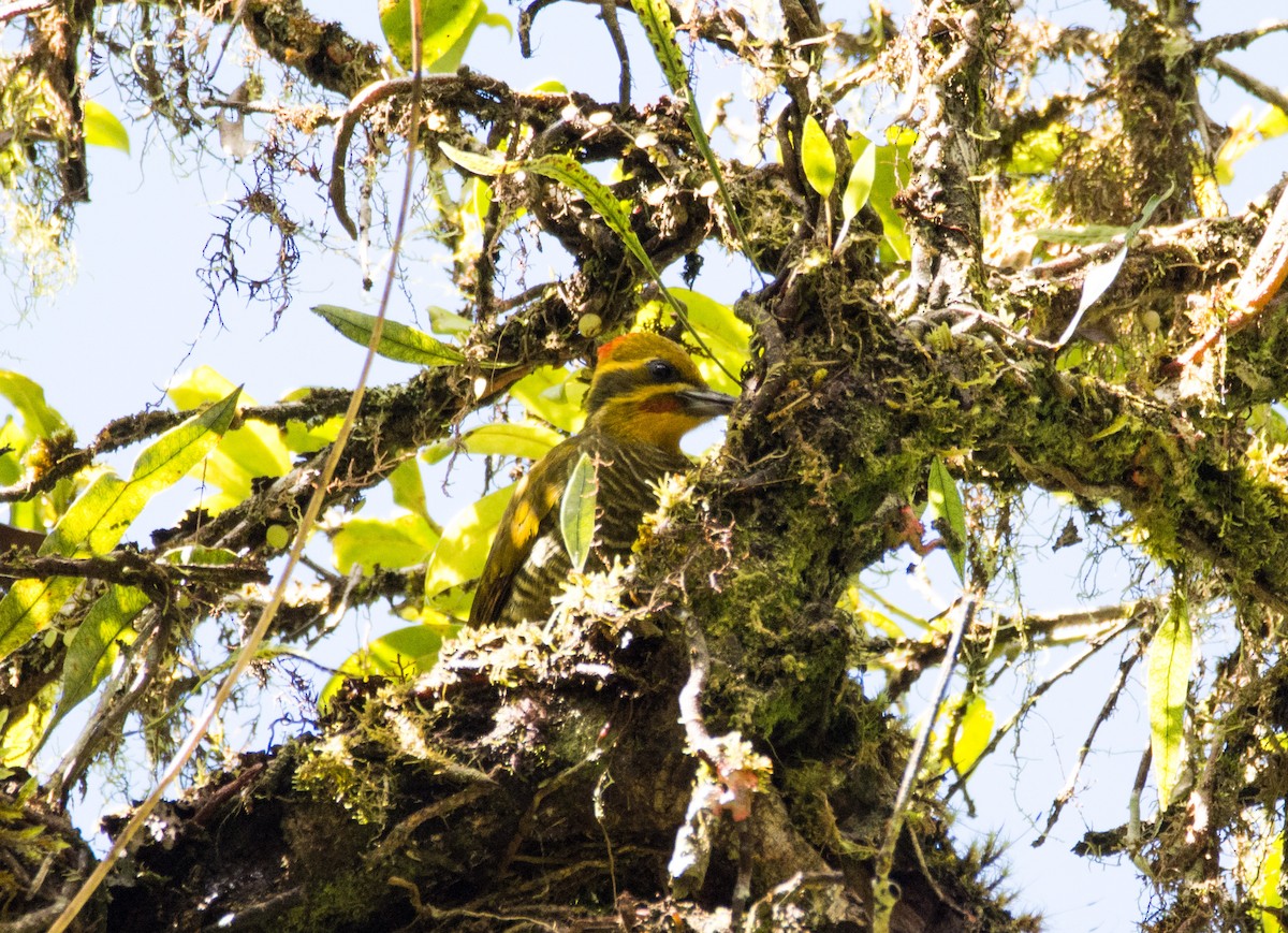 White-browed Woodpecker - ML617150315