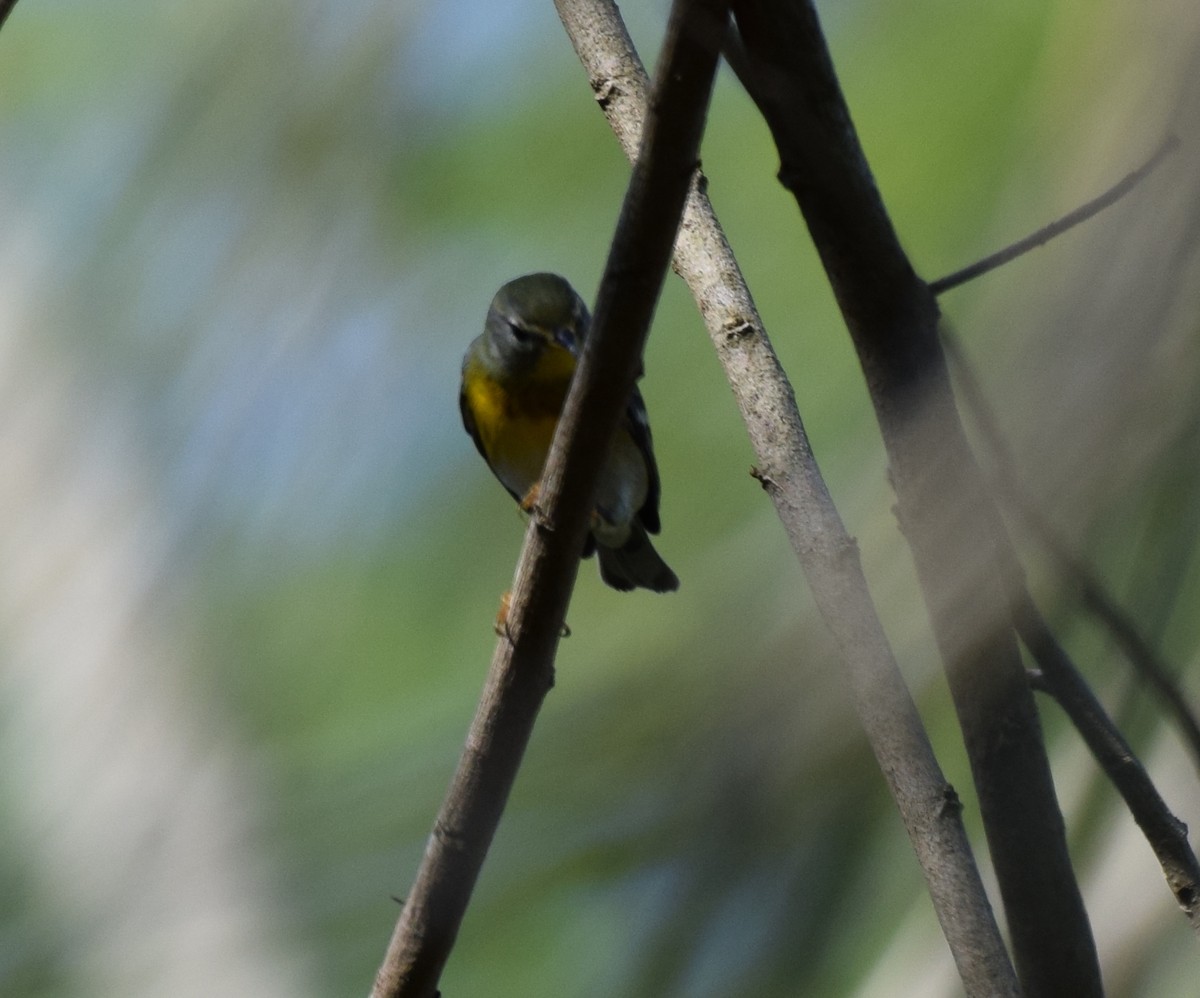 Northern Parula - Nick Kowalske