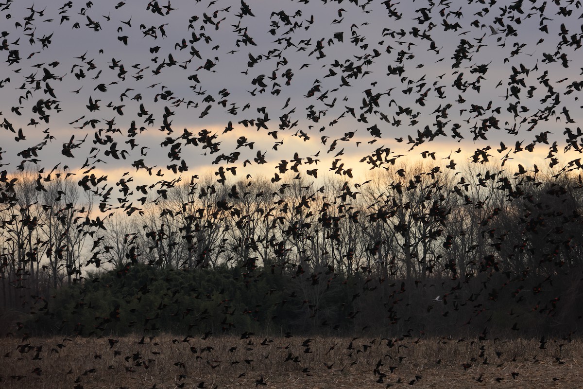 Red-winged Blackbird - ML617150335