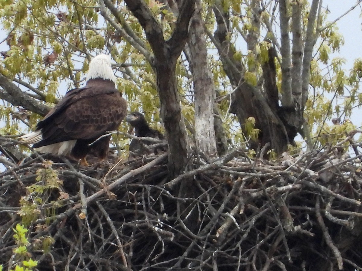 Bald Eagle - Anonymous