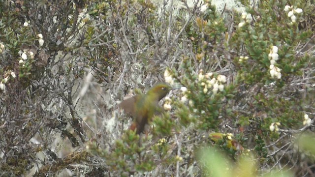 Bronze-tailed Thornbill - ML617150338