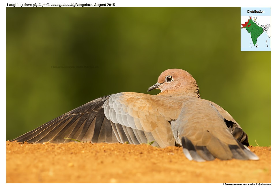 Laughing Dove - Saravanan Janakarajan