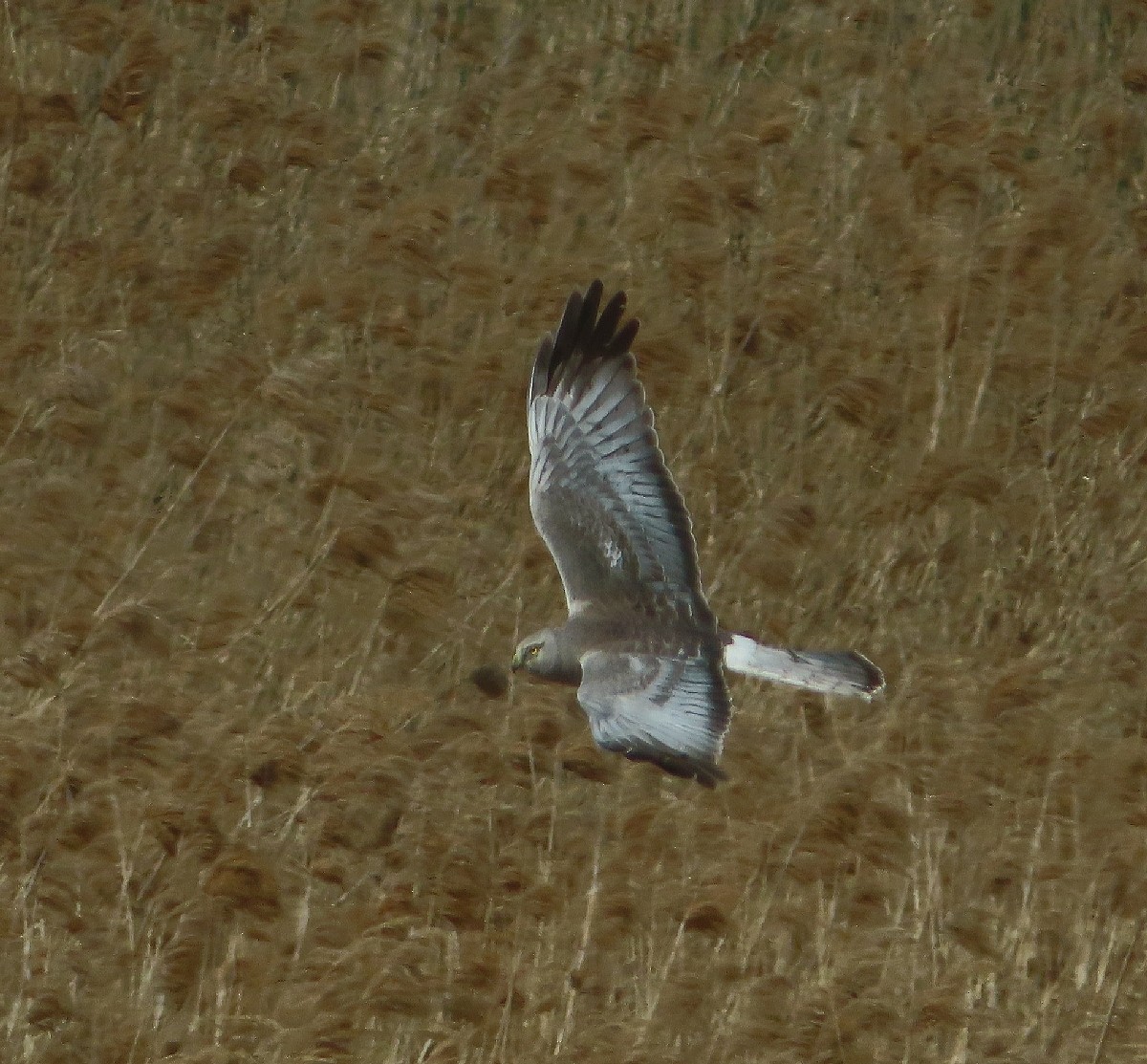 Northern Harrier - ML617150348