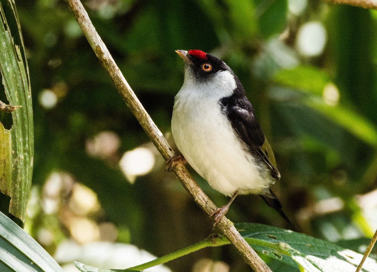 Pin-tailed Manakin - ML617150376