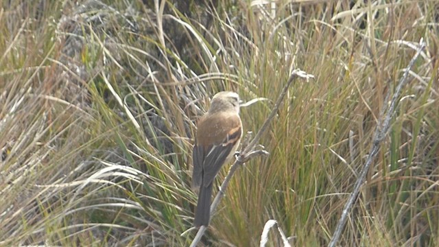 Brown-backed Chat-Tyrant - ML617150394