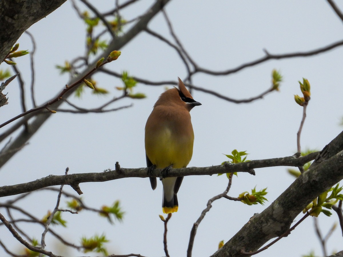 Cedar Waxwing - Anonymous