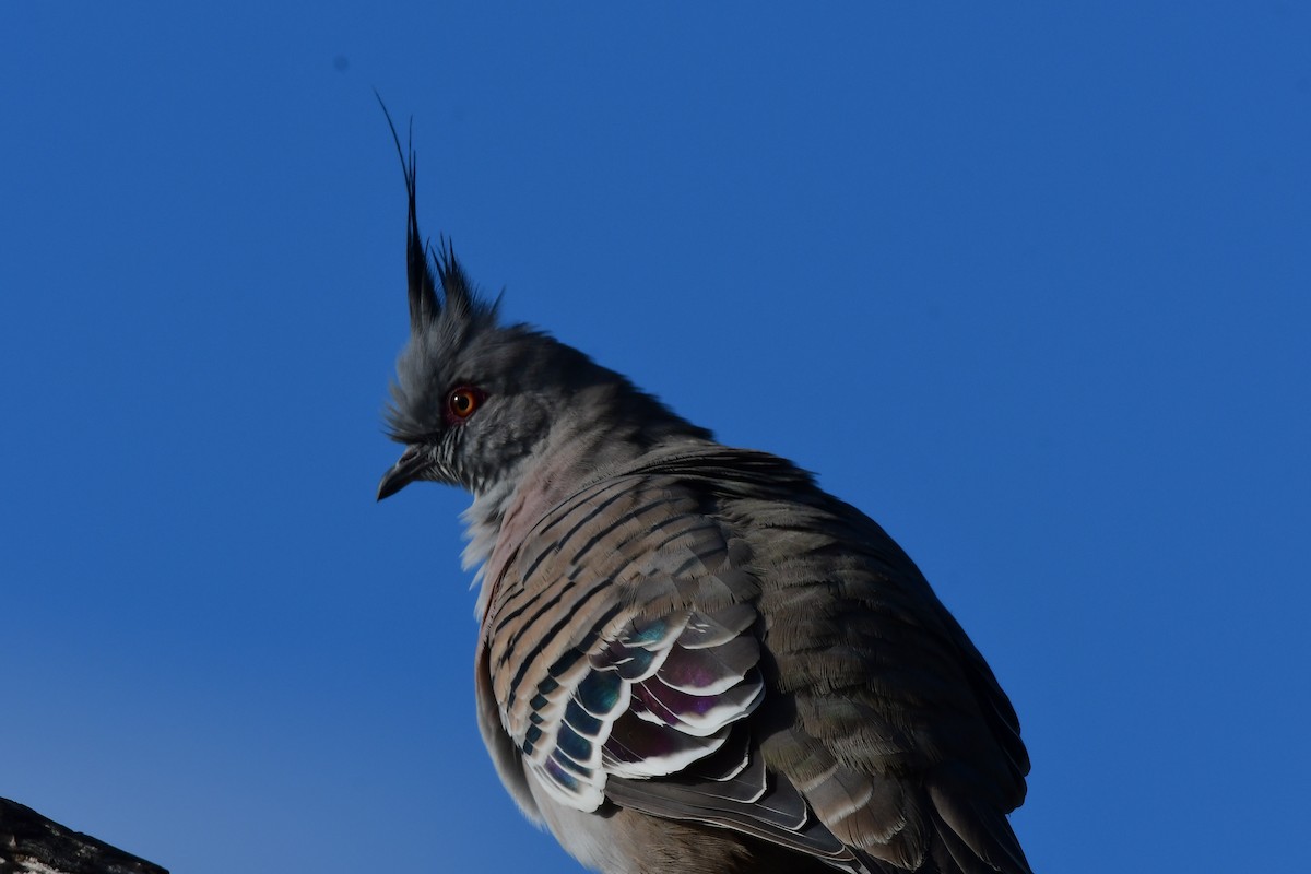 Crested Pigeon - Robert McTrusty