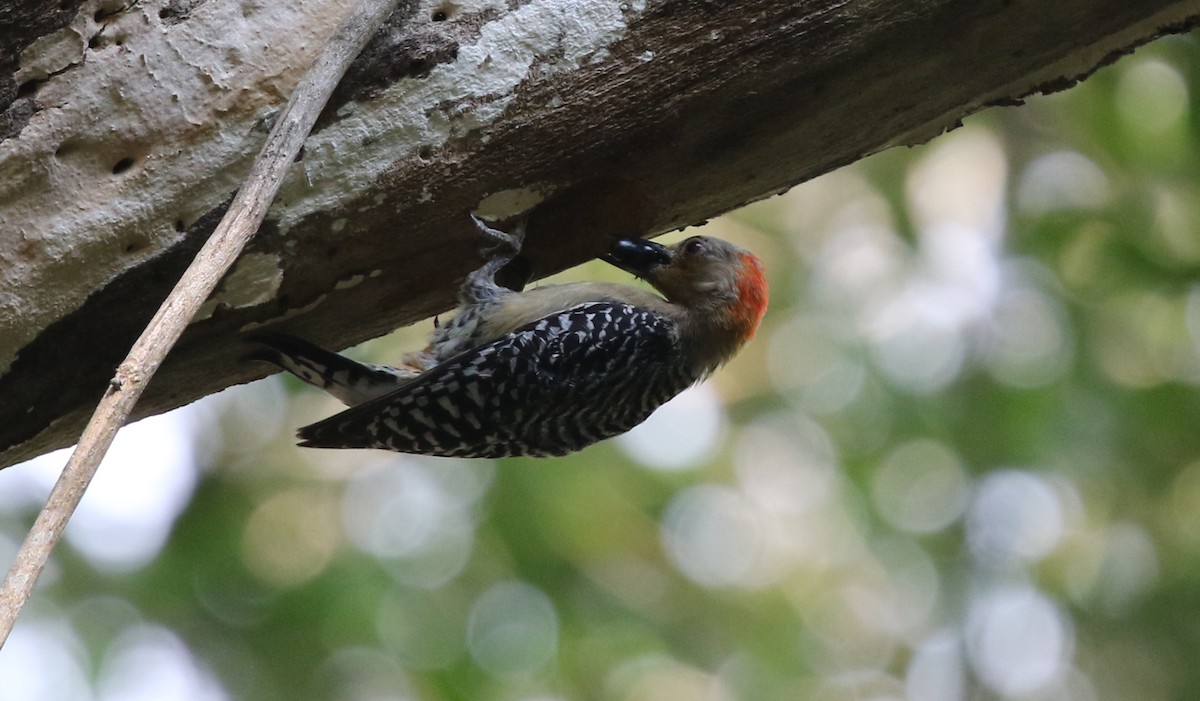 Red-crowned Woodpecker - ML617150518