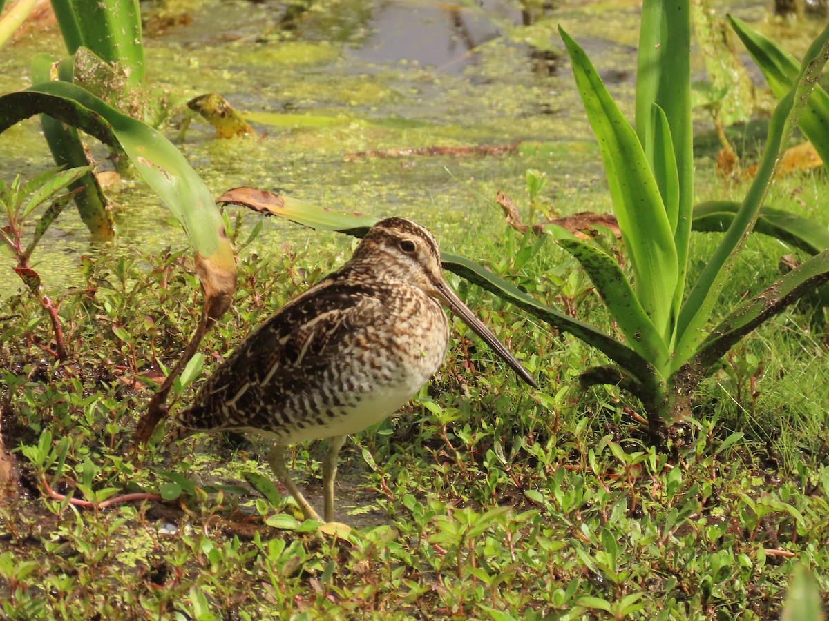 Wilson's Snipe - ML617150550