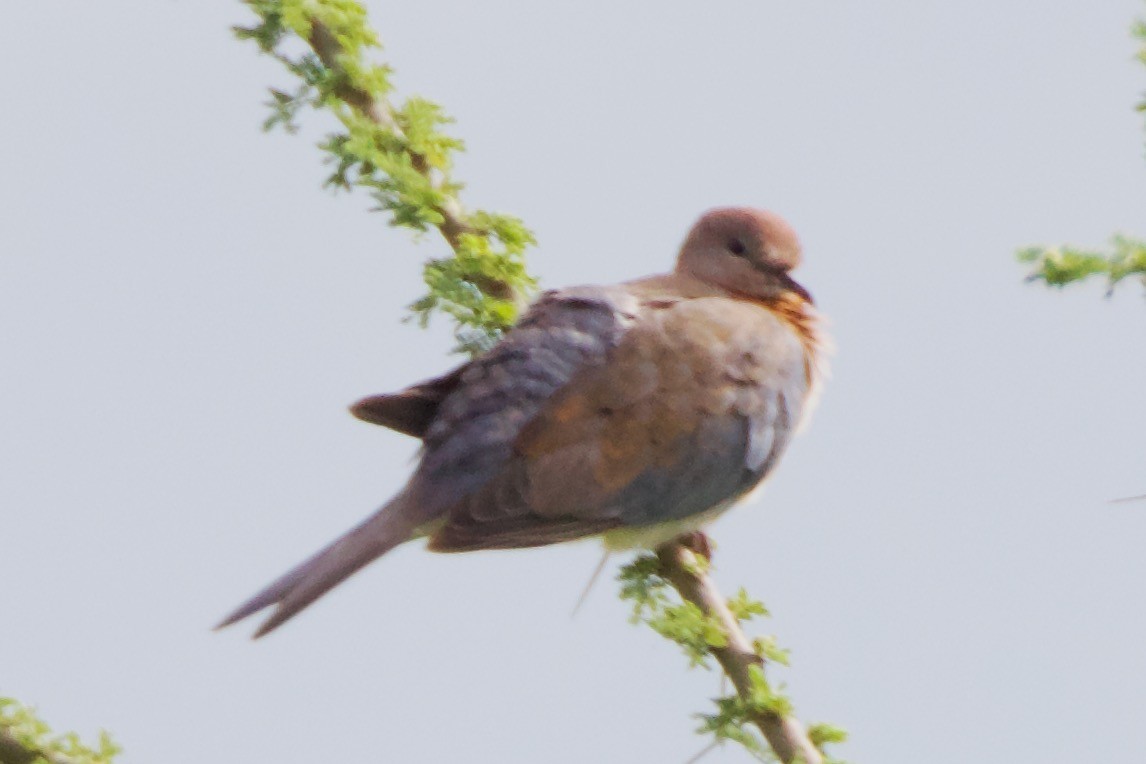 Laughing Dove - ML617150578