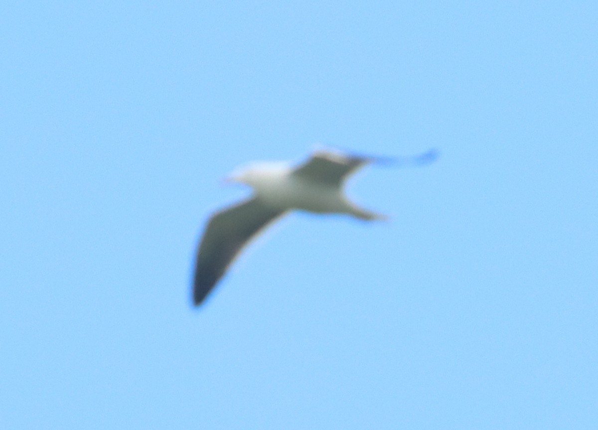 goéland ou mouette sp. - ML617150586