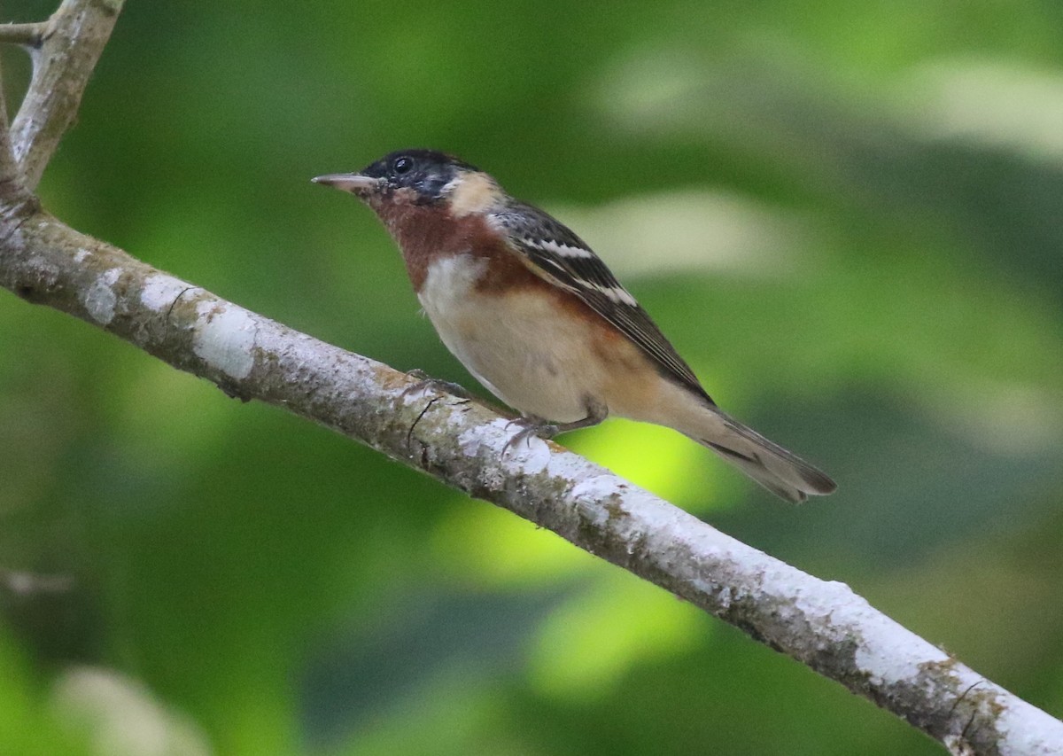 Bay-breasted Warbler - ML617150591