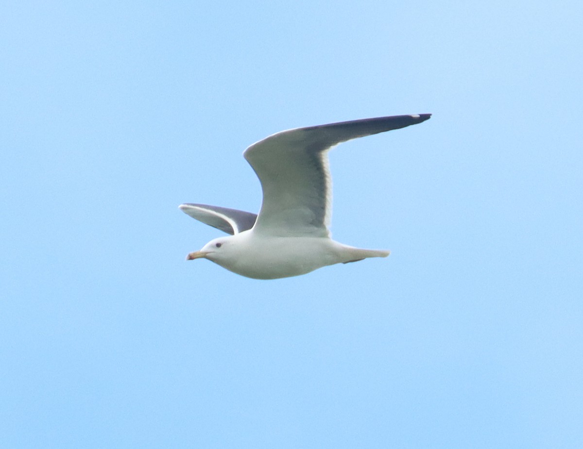 goéland ou mouette sp. - ML617150592