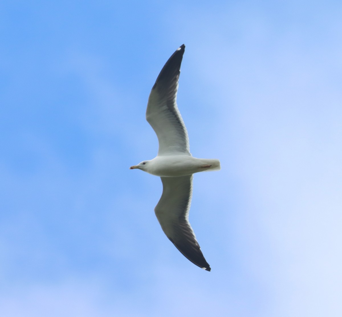 goéland ou mouette sp. - ML617150604