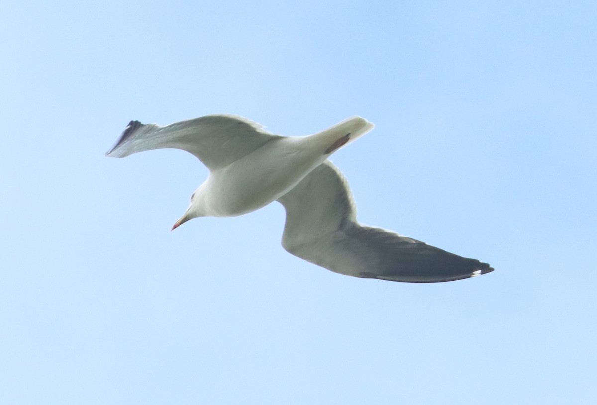 goéland ou mouette sp. - ML617150608