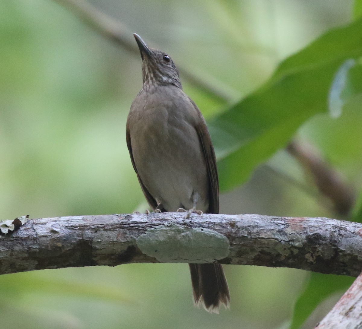 Pale-breasted Thrush - ML617150609