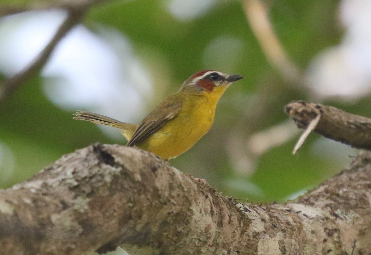 Chestnut-capped Warbler - Corey Callaghan