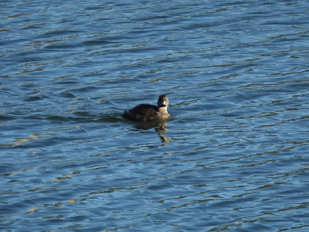 Pied-billed Grebe - ML617150658