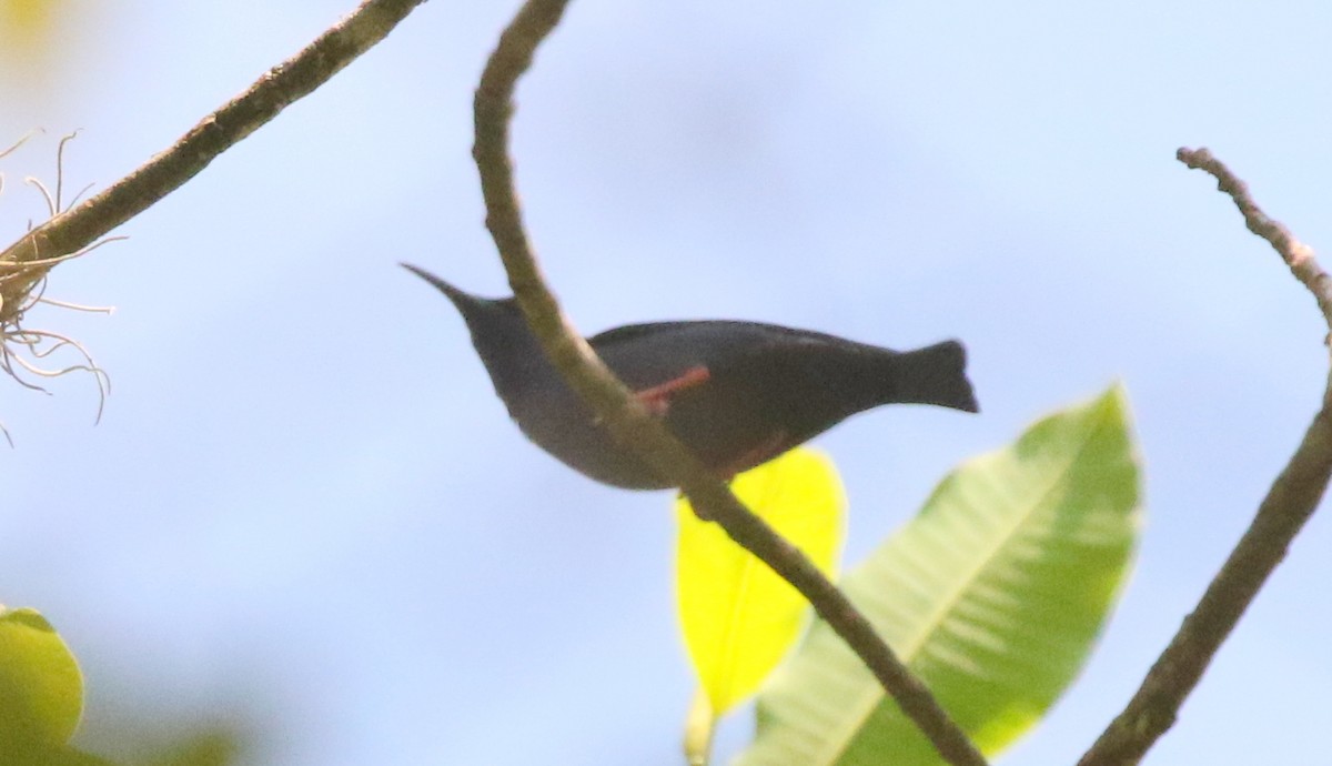 Red-legged Honeycreeper - ML617150670