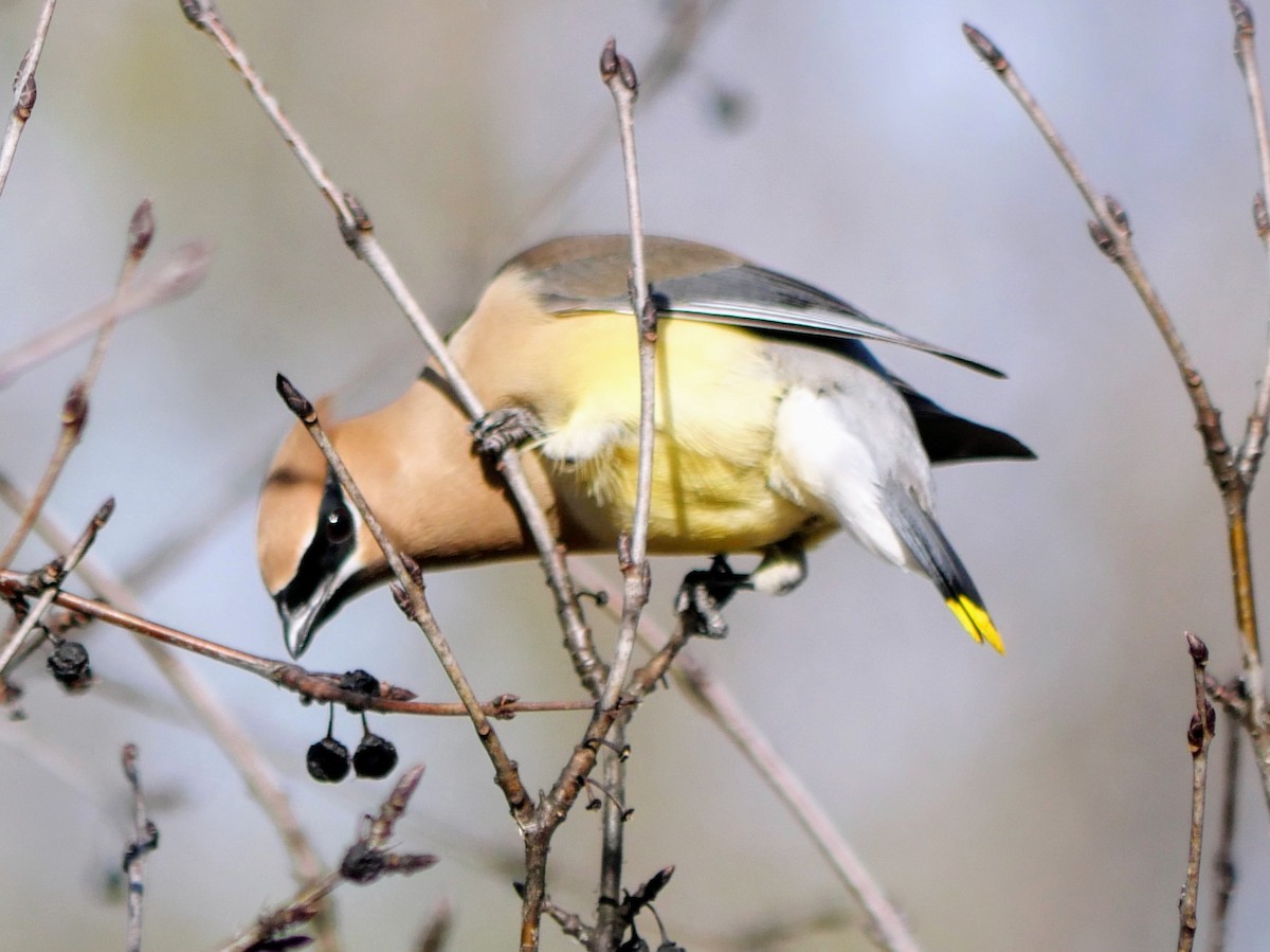 Bohemian/Cedar Waxwing - ML617150675