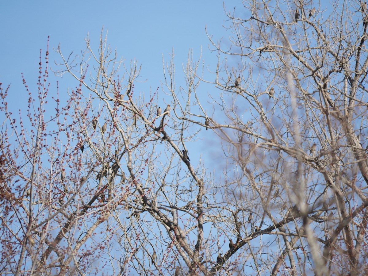 Bohemian/Cedar Waxwing - ML617150676