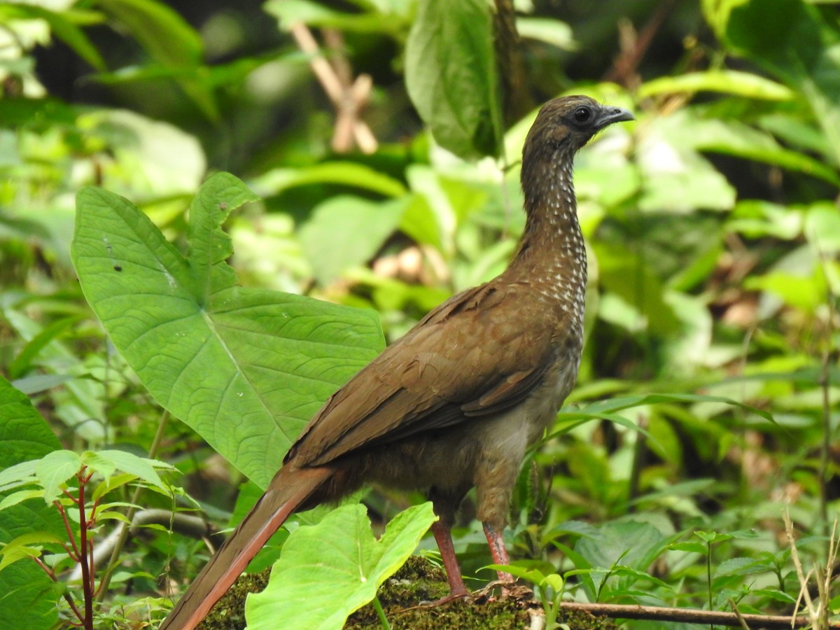 Speckled Chachalaca - ML617150690