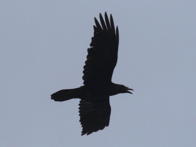 Common Raven - ML617150696