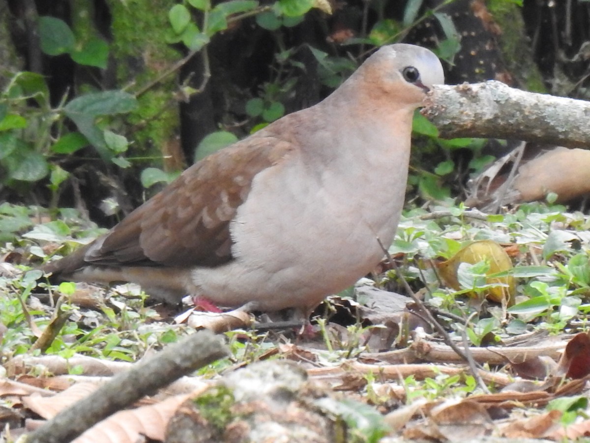 Gray-fronted Dove - ML617150708