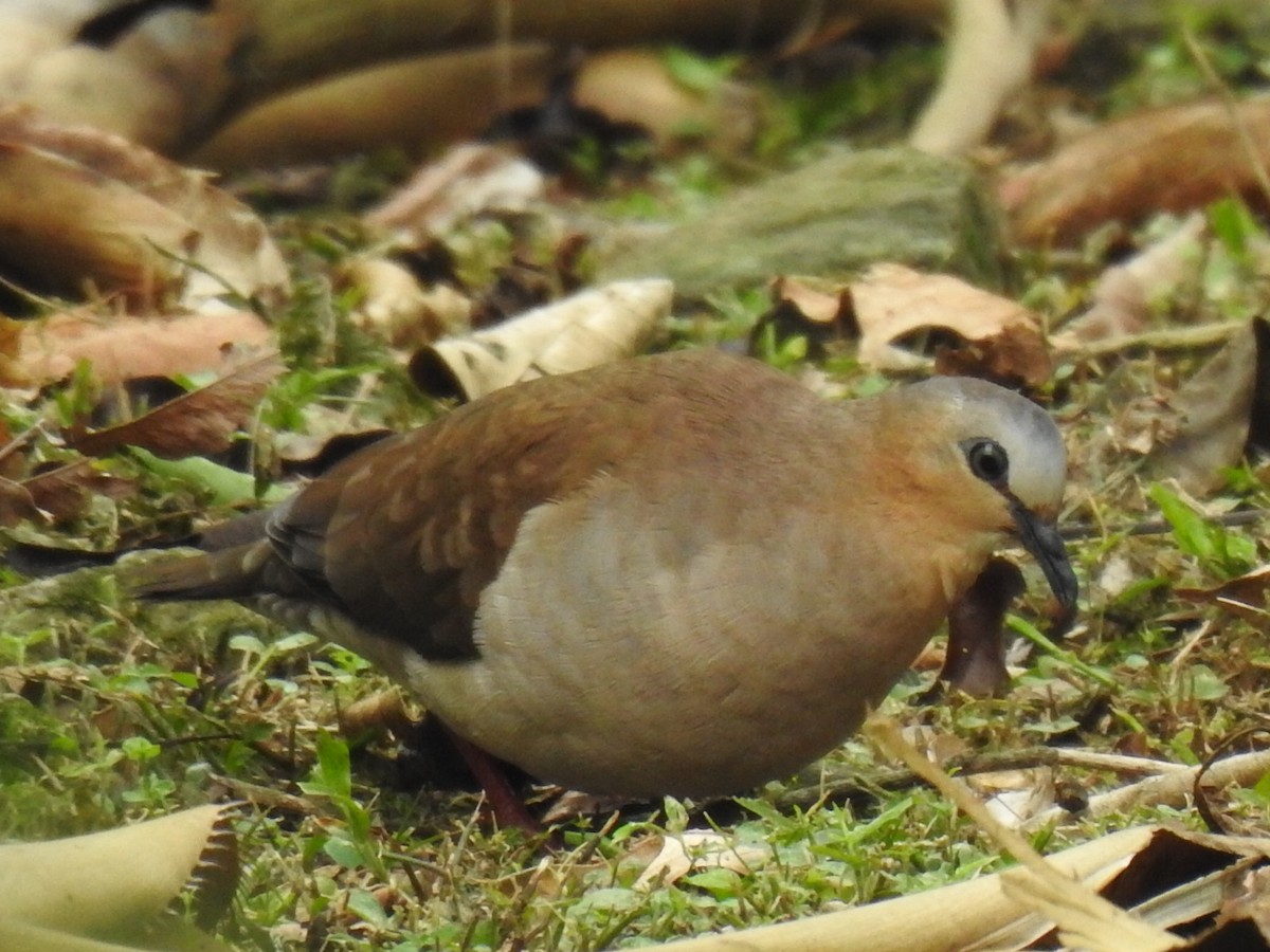 Gray-fronted Dove - ML617150709