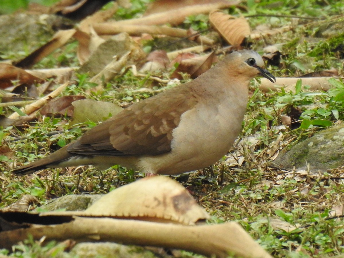 Gray-fronted Dove - ML617150710