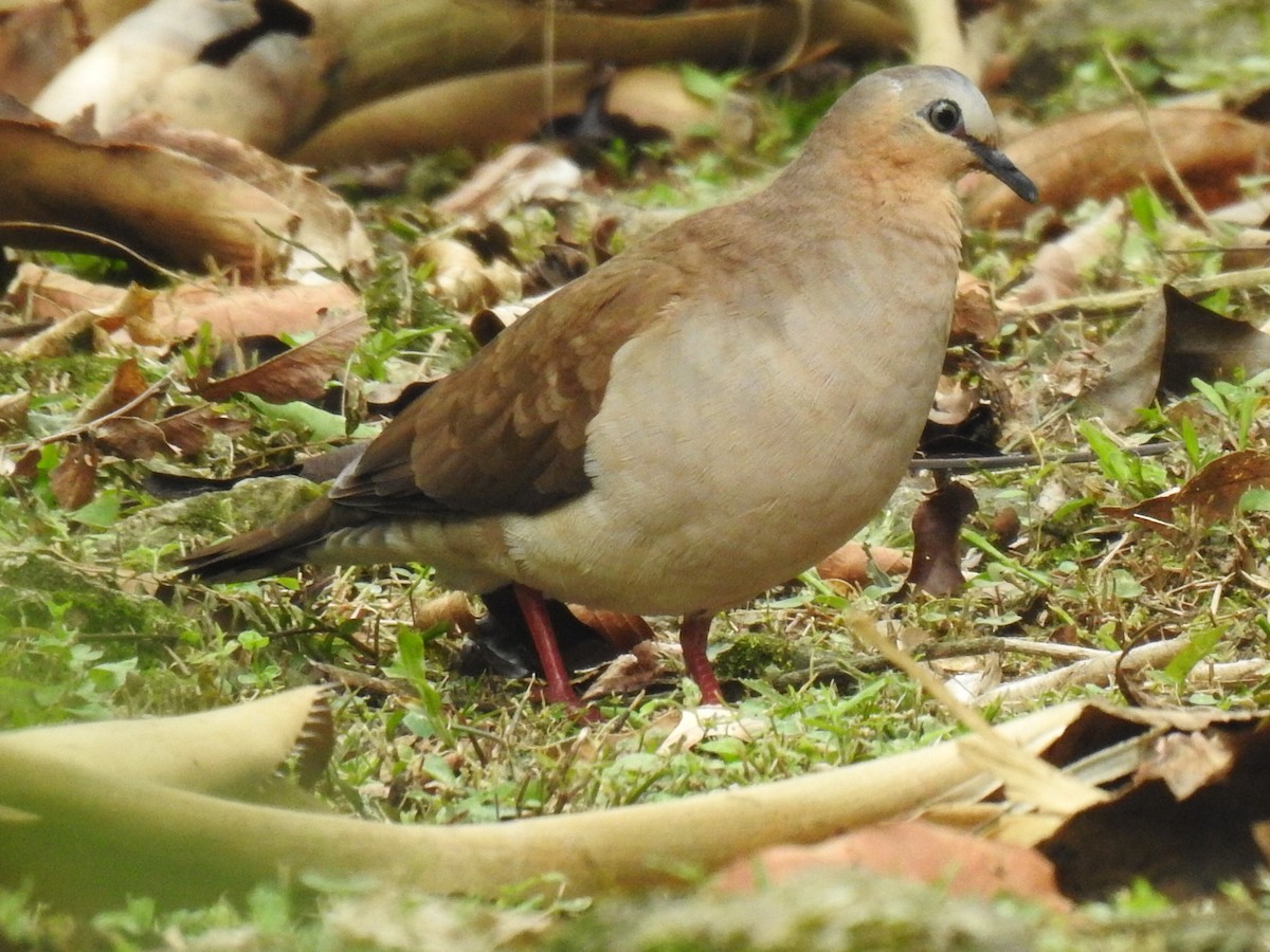 Gray-fronted Dove - ML617150711